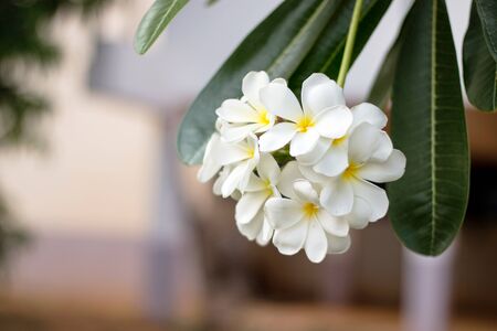フランジパニの花を葉します プルメリアの花 香りの良い花 テンプル ツリー 墓地の木 の写真素材 画像素材 Image フランジパニの花を葉します プルメリアの花 香りの良い花 テンプル ツリー 墓地の木 の写真素材 画像素材 Image