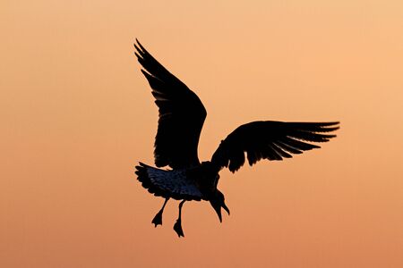 海で夏の夜日没のシルエットの鳥カモメ飛ぶ の写真素材 画像素材 Image