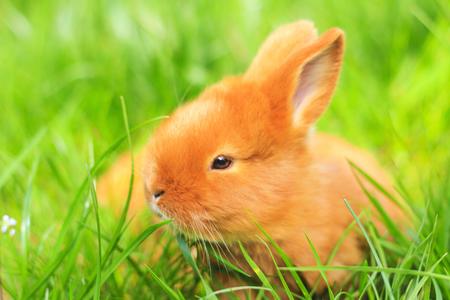 春の緑の草 赤ちゃんの動物 ペットで美しいふわふわ赤いウサギ の写真素材 画像素材 Image