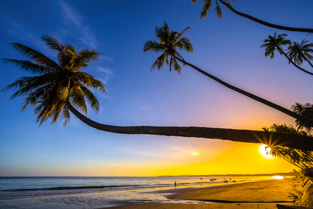 ヤシの木シルエット夕暮れ時。の写真素材・画像素材 Image 37506622