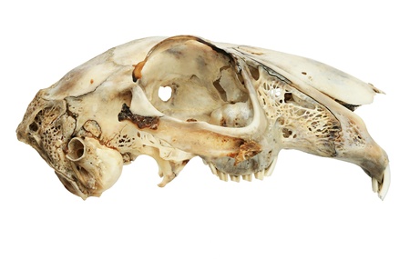 白い背景で隔離野うさぎまたはノウサギの頭蓋骨 の写真素材 画像素材 Image