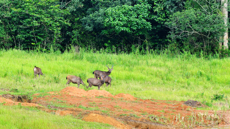 Barking deer in a field of grass