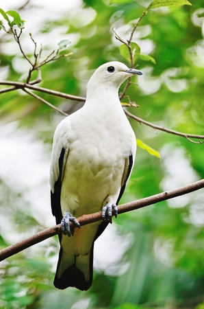 綺麗な白い鳥 ピエ帝国 Ducula 二色 のハト枝 の写真素材 画像素材 Image