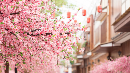beautiful pink cherry blossom Sakura flower, and with vintage japan building background.