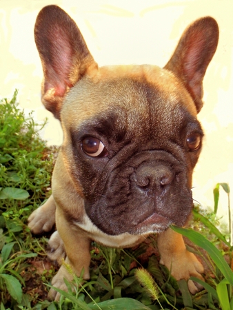 Cachorro De Color Amarillo Palido De Bulldog Frances Sobre Fondo Blanco Fotos Retratos Imagenes Y Fotografia De Archivo Libres De Derecho Image Cachorro De Color Amarillo Palido De Bulldog Frances Sobre Fondo Blanco Fotos Retratos Imagenes Y Fotografia De Archivo Libres De Derecho Image