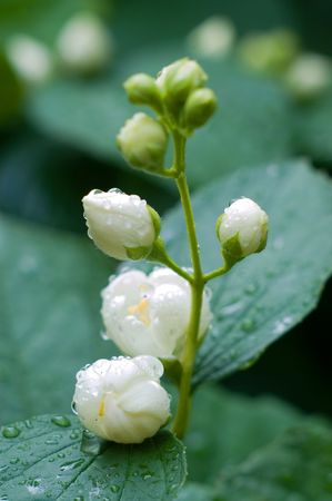 Flowers of jasmin after fresh rain