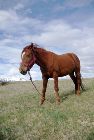 Caballo en el campo de ushuaia