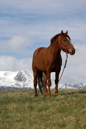 Caballo en el campo de ushuaia