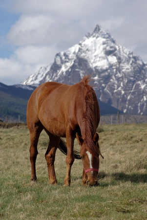 Caballo pastando en el campo