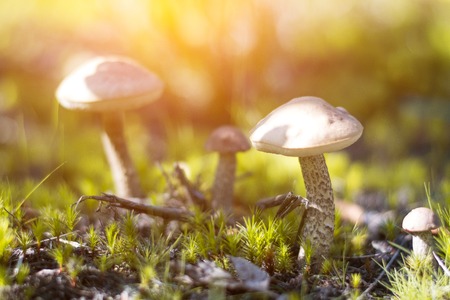 クローズ アップきのこ Leccinum Scabrum は 森林で育ちます 小さなキノコ ソフトなボケ味 緑の草の葉します 雨の後の晴れた夏の日 の写真素材 画像素材 Image クローズ アップきのこ Leccinum Scabrum は 森林で育ちます 小さなキノコ ソフトなボケ味 緑の草の葉します 雨の後の晴れた夏の日 の写真素材 画像素材 Image