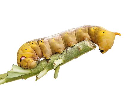 Hd限定つつじ 毛虫 最高の花の画像