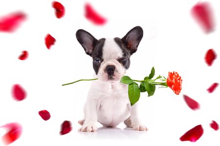 French bulldog poppy with red rose in the muzzle for valentines day.