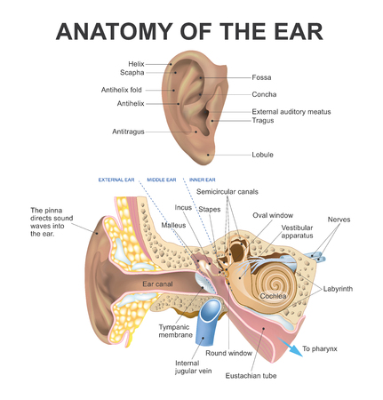 8 785 Anatomie Oreille Imagenes Y Fotos 123rf