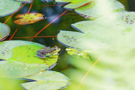 カエル ハスの葉 の写真素材 画像素材 Image カエル ハスの葉 の写真素材 画像素材 Image