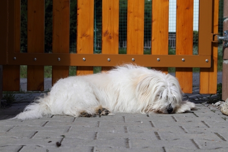 珍しい犬種参照 の写真素材 画像素材 Image 珍しい犬種参照 の写真素材 画像素材 Image
