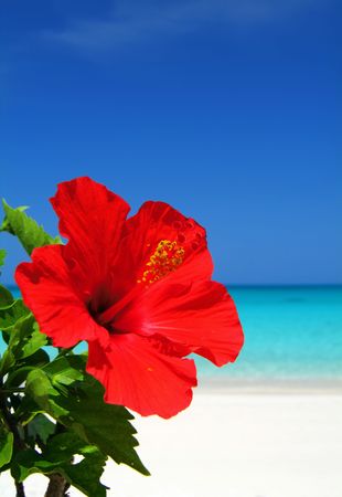 ハイビスカスと海 の写真素材 画像素材 Image ハイビスカスと海 の写真素材 画像素材 Image