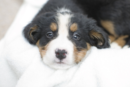 Hundchen Lizenzfreie Fotos Bilder Und Stock Fotografie Image 49419518
