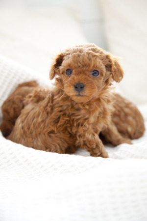 Les Bebes De Caniche Toy Banque D Images Et Photos Libres De Droits Image
