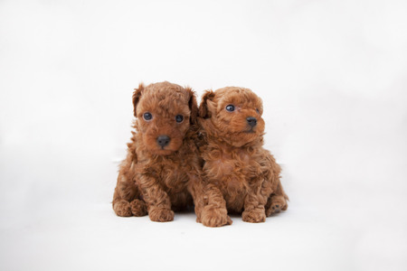 Bebes Caniche Toy 2 Fotos Retratos Imagenes Y Fotografia De Archivo Libres De Derecho Image Bebes Caniche Toy 2 Fotos Retratos Imagenes Y Fotografia De Archivo Libres De Derecho Image