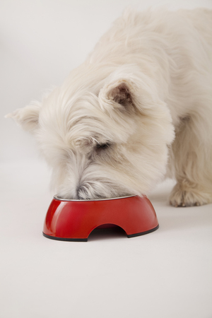 https://us.123rf.com/450wm/paylessimages/paylessimages1412/paylessimages141257118/46887762-west-highland-white-terrier-a-mangiare-l-esca.jpg?ver=6
