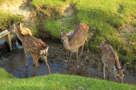 Deer of Nara Prefecture, substantial Stock Photo
