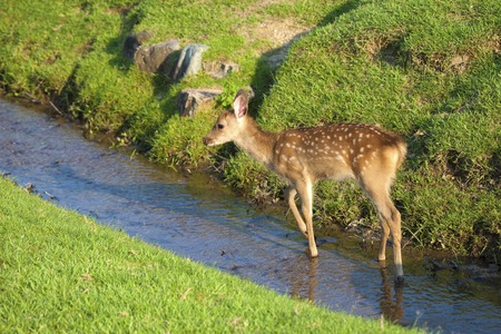 Deer of Nara Prefecture, substantial Stock Photo