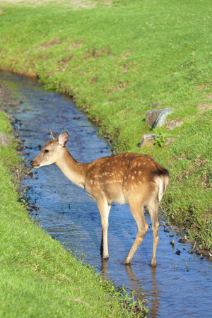 Deer of Nara Prefecture, substantial Stock Photo