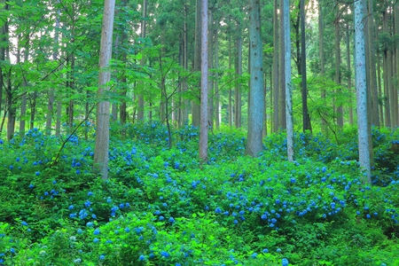一関市みちのくあじさい園 の写真素材 画像素材 Image 一関市みちのくあじさい園 の写真素材 画像素材 Image