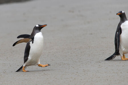 とっておきし新春福袋 ジェンツー ペンギン歩き、サンダース島、フォークランドの写真 その他