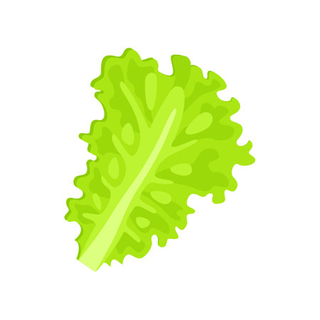 Lettuce Leaf Fresh Stock Illustrations, Cliparts and Royalty Free Lettuce  Leaf Fresh Vectors