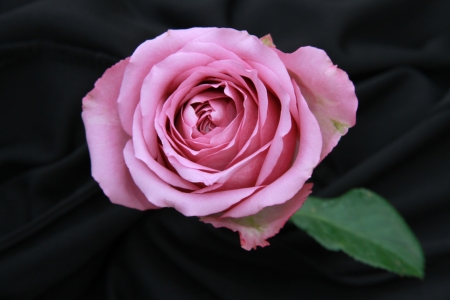 the violet rose flower on black screen stock photo picture and