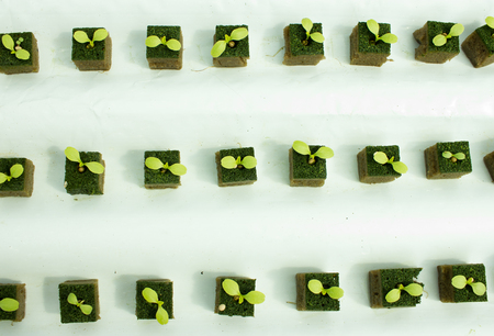 白いプラスチック管で水耕栽培で育つ小さなクレソン植物 の写真素材 画像素材 Image 白いプラスチック管で水耕栽培で育つ小さなクレソン植物 の写真素材 画像素材 Image