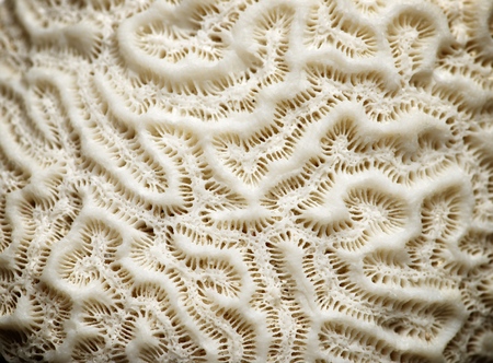 38669028-texture-formed-by-the