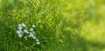 Daisies on the meadow in spring. Background. Banner. Stock Photo - 102654865