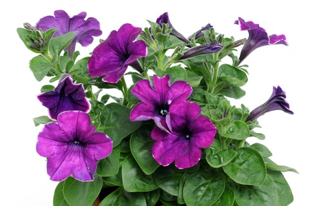 p/úrpura Busirde Falso Artificial Flor de la Petunia Ramo de la Flor de la Trompeta del Ministerio del Interior de la decoraci/ón Floral de la Boda del Ornamento