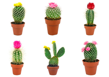 different types of cactus isolated on white background stock photo