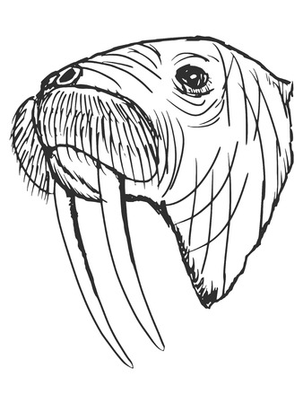 漫画の手のセイウチの描き下ろしイラスト のイラスト素材 ベクタ Image 漫画の手のセイウチの描き下ろしイラスト のイラスト素材 ベクタ Image