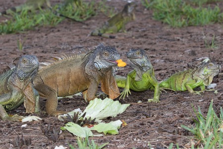 63698021-green-iguanas-