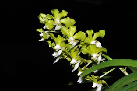 pale green orchids on black background stock photo picture and