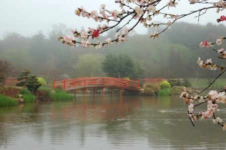 nikki bridges in japanese garden toowoomba queensland australia stock photo picture and royalty free image image 20232994 - Japanese Garden Cherry Blossom Bridge nikki bridges in japanese garden toowoomba queensland australia stock photo picture and royalty free image image 20232994 - Japanese Garden Cherry Blossom Bridge