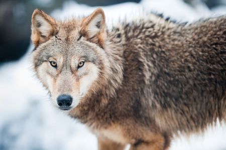 Wolf lat canis lupus standing in the snow focus is on the eyes