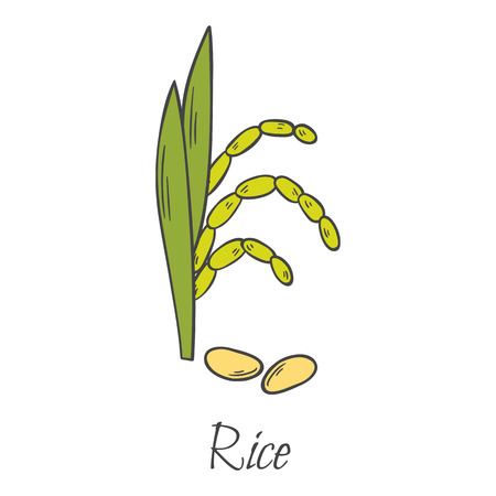 米 タイ語 タイ 白い イラスト ジャスミン ライスのイラスト素材 ベクタ Image