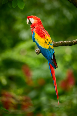 19,601 Guacamayo Rojo Imágenes y Fotos - 123RF
