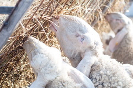 無料イタリアの農場で羊を食べる の写真素材 画像素材 Image