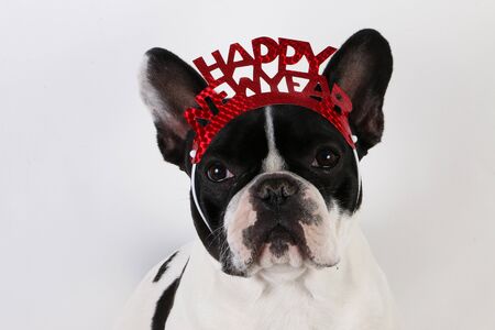 Black and white french bulldog head portrait in white studio with new year decoration on the head Фото со стока
