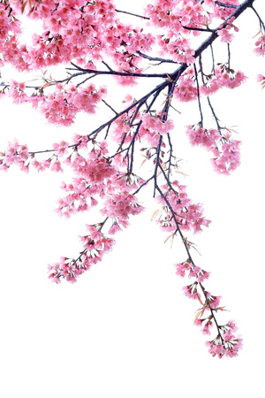cherry blossom isolated white background Фото со стока
