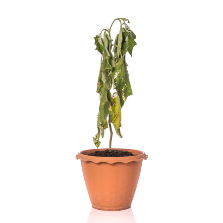 Green dead plant in potted. Studio shot isolated on white background