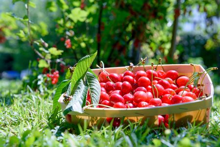 庭にさくらんぼの小さい木箱 の写真素材 画像素材 Image 庭にさくらんぼの小さい木箱 の写真素材 画像素材 Image