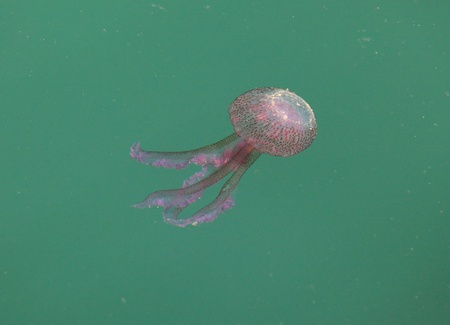 スペインのマラガ地中海沿岸に危険なクラゲ の写真素材 画像素材 Image スペインのマラガ地中海沿岸に危険なクラゲ の写真素材 画像素材 Image