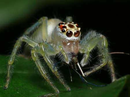 蚊に餌のハエトリグモ 彼女は Mossie 右から私の腕をつかんで ありがとう の写真素材 画像素材 Image 蚊に餌のハエトリグモ 彼女は Mossie 右から私の腕をつかんで ありがとう の写真素材 画像素材 Image